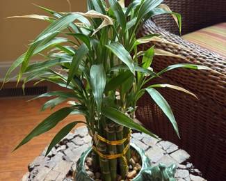 Lucky Bamboo Plant in Ceramic Elephant Pot
