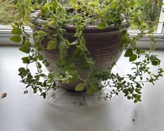 Oregano Plant in Decorative Pot