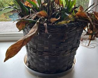 Peace Lily Plant in Woven Basket