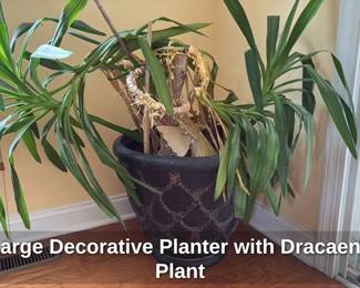 Large Decorative Planter with Dracaena Plant