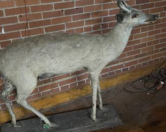 Old stuffed buck.