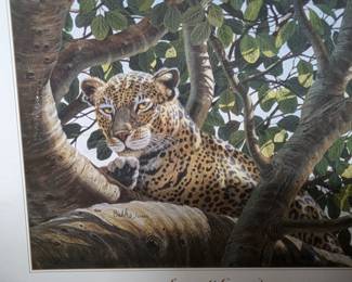 This leopard needs a home!