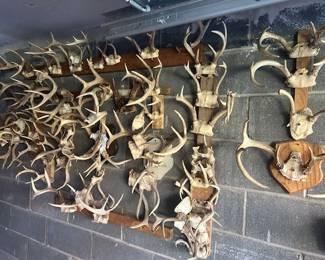 These deer horns have all been taken down from the wall and are ready for you to browse through. Maybe use them for lamps and candlesticks?