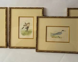 Set of 4 Framed Bird Prints with Elegant Gold Frame