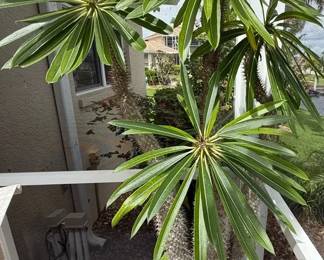 Large Madagascar Palm Tree With Pot 63 Inches Tall