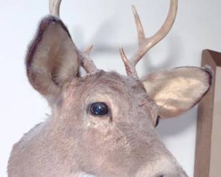 Deer Head Taxidermy Wall Mount