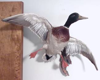 Flying Mallard Duck Taxidermy Wall Mount