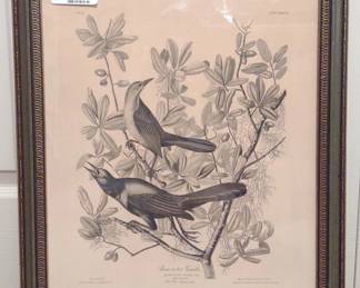 JJ Audubon Boat Tailed Grackle Lithograph Bird Art