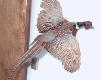 Pheasant Taxidermy Bird Mount