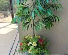 New blue pot with new palm tree and greenery