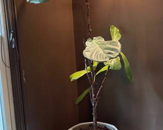 House Plant, Planter