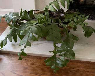 House plant in moss container