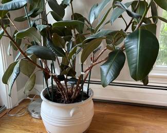 House Plant, Fiddleleaf, Planter