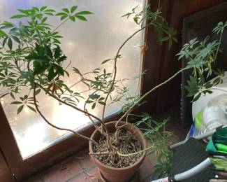 Live Plants