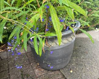 Potted Tall Ornamental Willow Variety & Lobelia