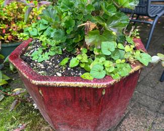 Potted Geranium