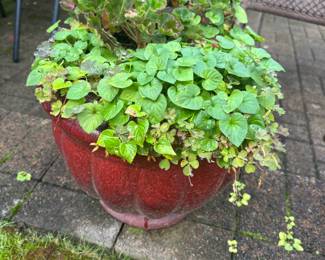 Potted Violet & Geranium