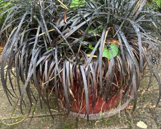 Potted Black Mondo Grass