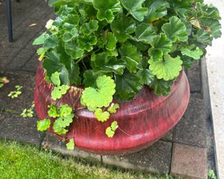 Potted Mature Geranium