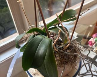 Potted Orchid