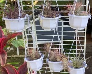 MFS081 Nine Hanging Pots Of Tillandsia Air Plants