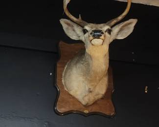 Whitetail Deer Mount