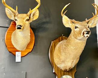 White tail deer mount, gun rack/hat or coat rack 