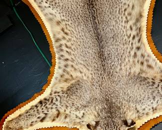 Bobcat pelt