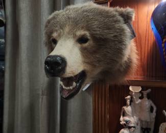 Brown Bear Head Mount