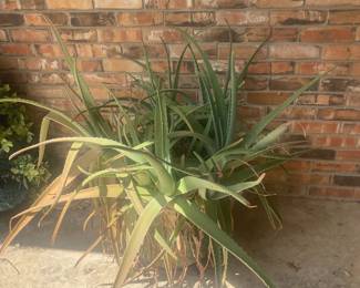aloe vera plant for sale in huge pot