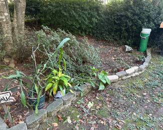 Plants