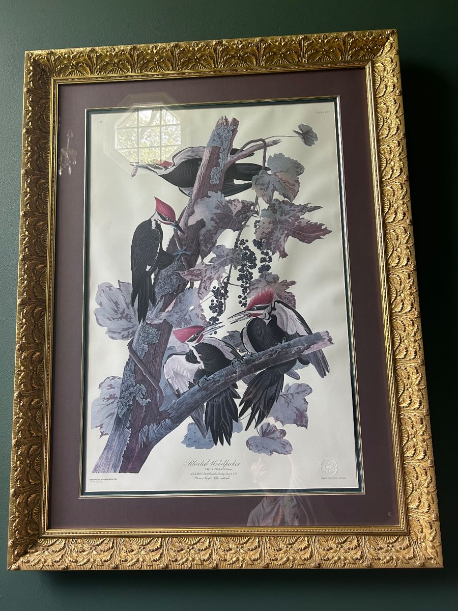 Princeton Audubon Double Elephant Edition - The Pileated Woodpecker