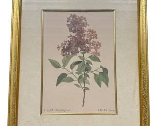 Framed Lilac Rothomagensis Print