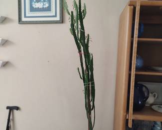 Unique succulent.  A little tall & leggy, but looks healthy