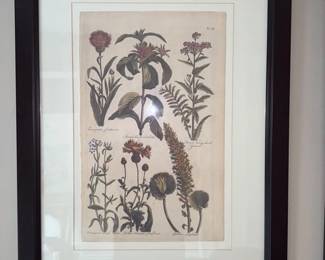 Antique Botanical Illustration Print
