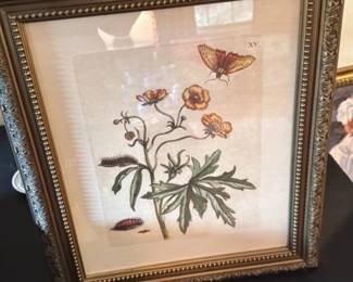 Antique Botanical Illustrations of Butterfly and Caterpillars