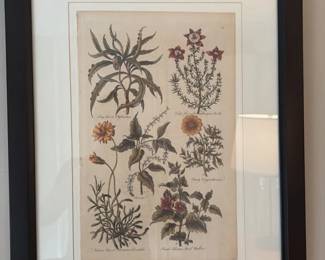 Antique Botanical Illustration Print