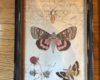 Set of Two Framed Botanical and Insect Prints