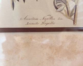 Pair of Botanical Prints: Aconitum Napellus and Menyanthes Trifoliata