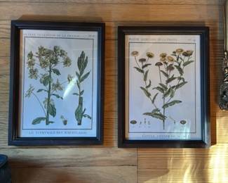 Antique Botanical Prints (Set of 2)