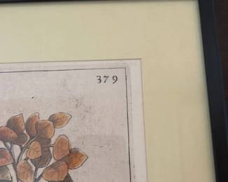 Botanical Print of Erica Coralina