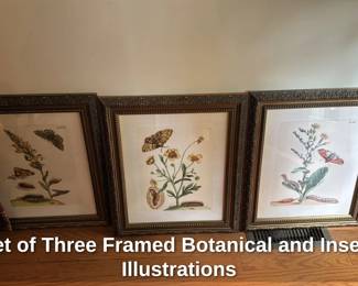 Set of Three Framed Botanical and Insect Illustrations