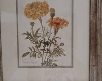 Framed Botanical Print of Marigolds