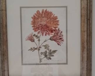 Framed Botanical Print of Chrysanthemums