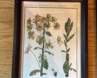 Antique Botanical Prints (Set of 2)