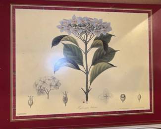 Botanical Illustration Placemat Set