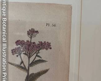Antique Botanical Illustration Print