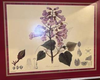 Botanical Illustration Placemat Set