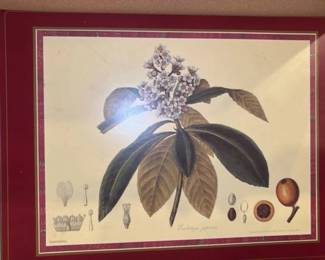 Botanical Illustration Placemat Set
