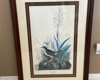 #38 - $120 - Tawny Thrush bird print, 27x38", R. Havell edition 1833 - Plate CLXIV - #33 - Later edition 1960's.